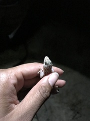 Phyllodactylus nocticolus