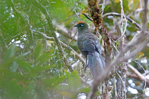 Coua reynaudii