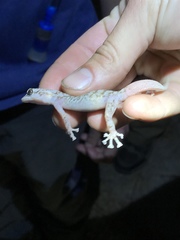 Phyllodactylus nocticolus