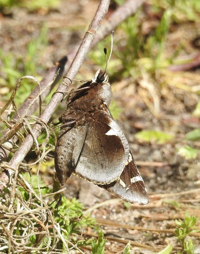 Yucca Giant-skipper photo 4