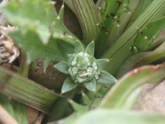 Eryngium vesiculosum