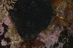Rhyssoplax polita