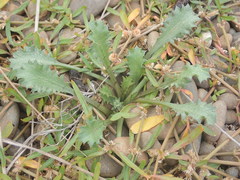 Eryngium vesiculosum