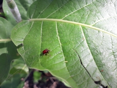 Euscelus