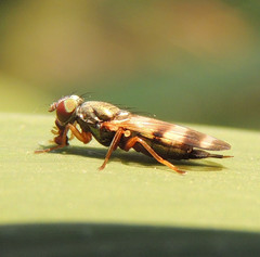 Chaetopsis fulvifrons