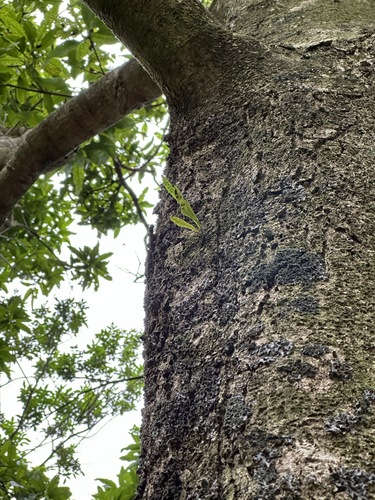 Lepisorus thunbergianus observed 2024-03-23