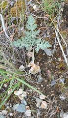 Vesper purpurascens