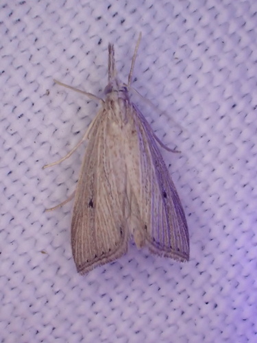 Wainscot Grass-veneer photo 2