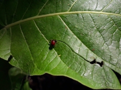 Euscelus