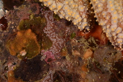 Botrylloides magnicoecus