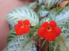 Episcia reptans
