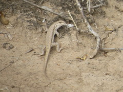 Liolaemus chacoensis