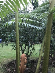 Angiopteris fokiensis