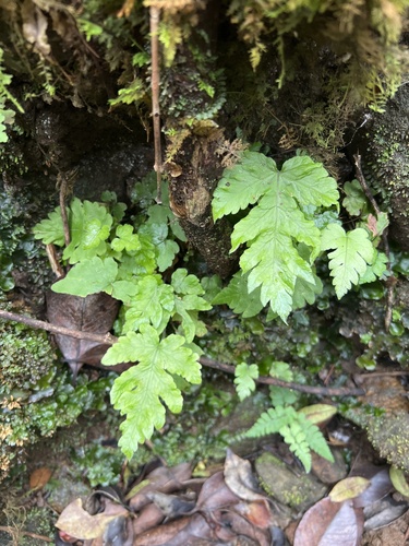 Tectaria gaudichaudii observed 2024-03-28