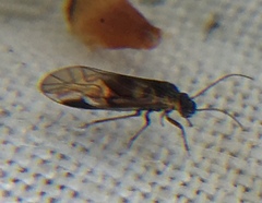 Elipsocus hyalinus