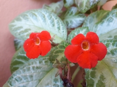 Episcia reptans