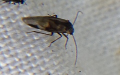 Elipsocus hyalinus