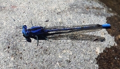 Argia funebris