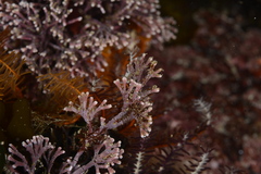 Amphiroa