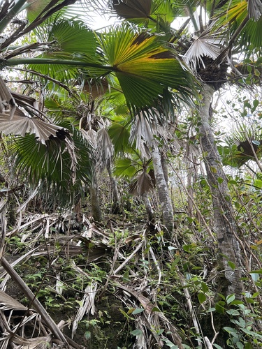 Pritchardia glabrata, 2024-03-28