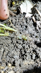 Cystopteris protrusa image