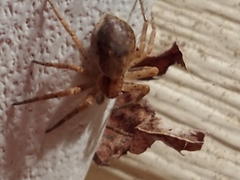 Philodromus dispar