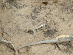 Liolaemus chacoensis