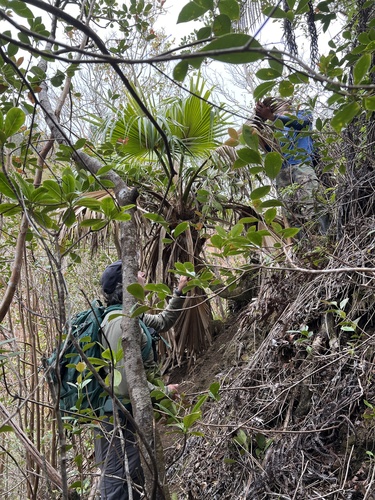 Pritchardia glabrata observed 2024-03-28