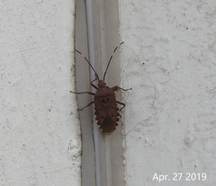 Urochela quadrinotata