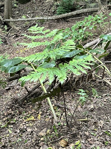 Tectaria gaudichaudii observed 2024-03-23