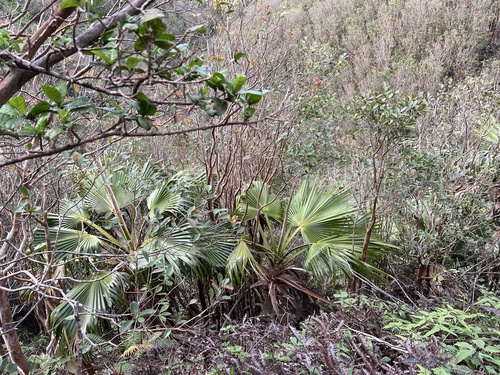 Pritchardia glabrata observed 2024-03-28