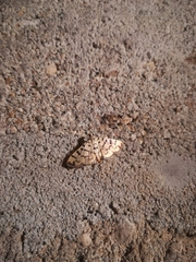 Dichocrocis sabatalis
