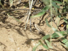 Liolaemus chacoensis