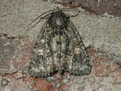 Phosphila miselioides