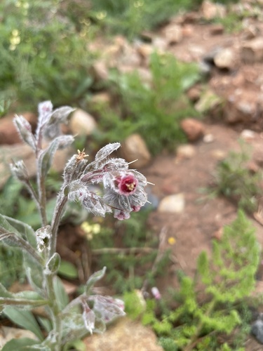 Pardoglossum watieri