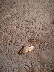 Dichocrocis sabatalis