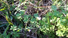 Oxalis caprina