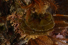 Exallosorus harveyanus