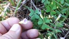 Oxalis caprina