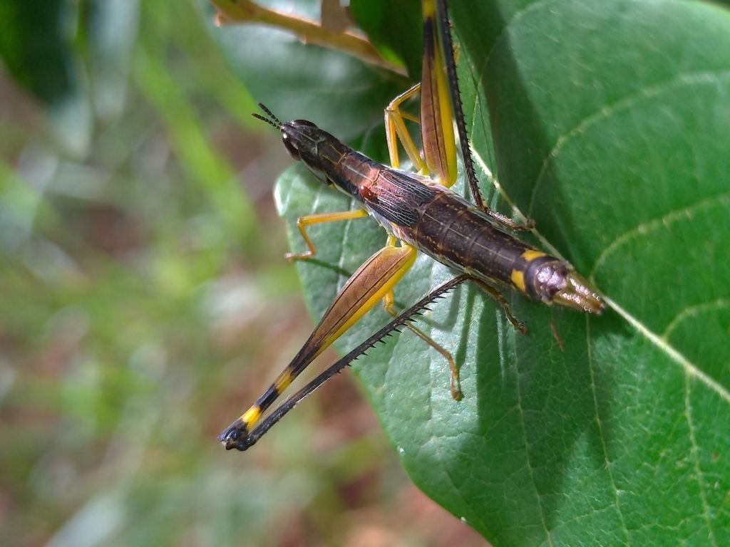 Temnomastax ricardoi