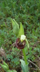 Ophrys fuciflora parvimaculata
