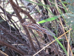 Schistocerca cancellata