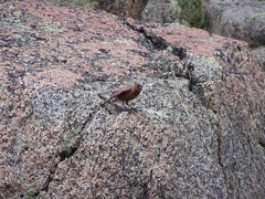Leucosticte australis