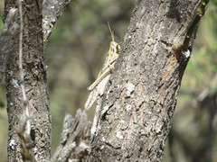 Schistocerca cancellata