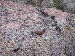 Leucosticte australis