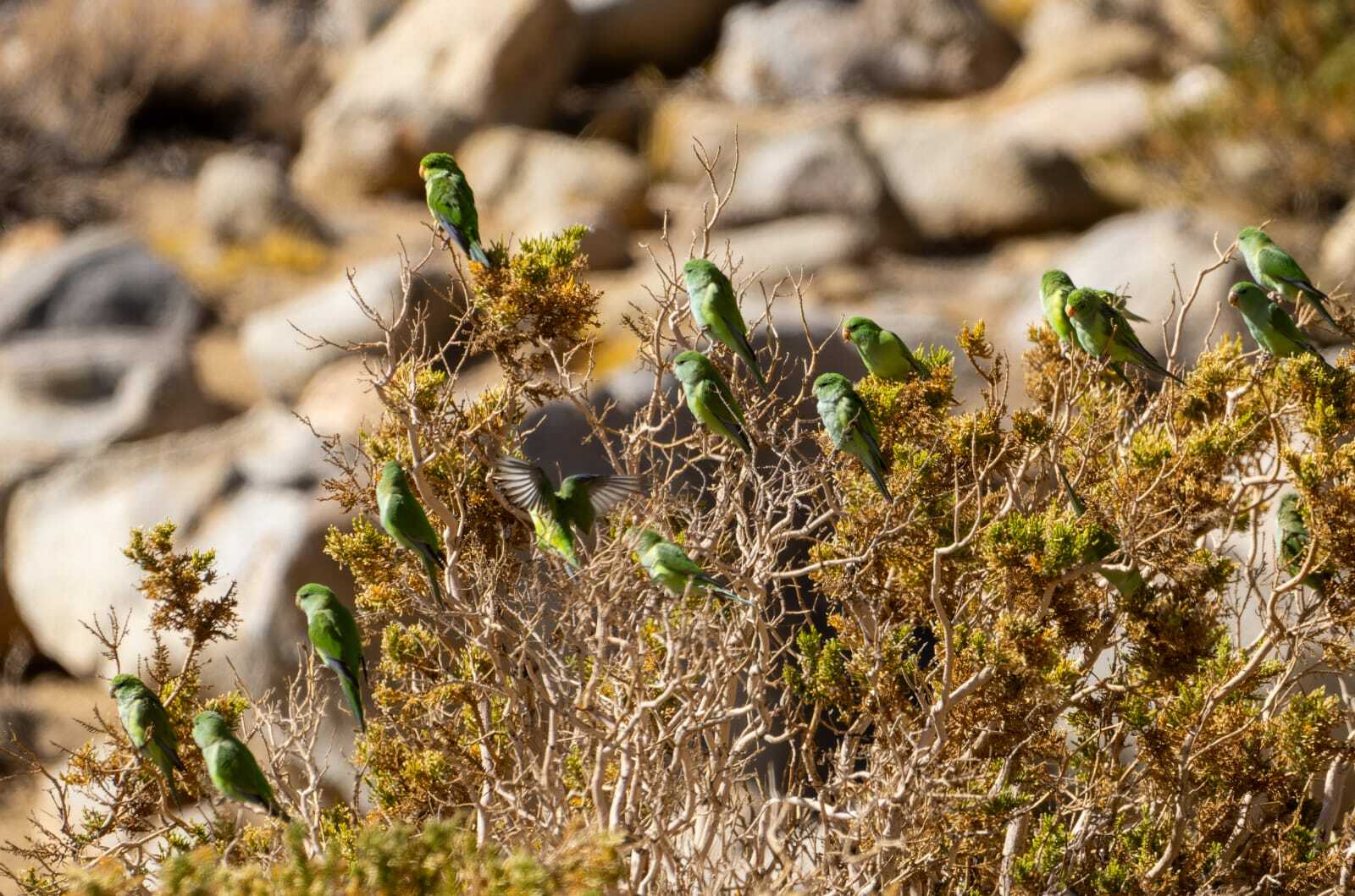Mountain Parakeet illustration