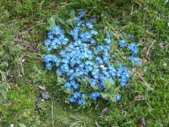 Eritrichium argenteum