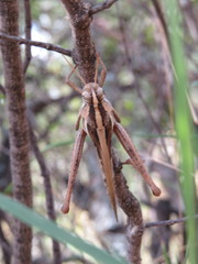 Schistocerca cancellata