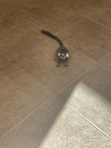 Common Marmoset