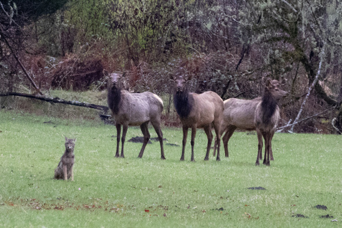 Coyote photographed in Washington